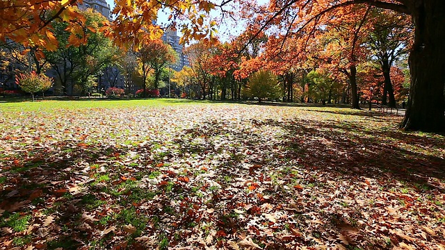 TU的相机捕捉到了中央公园秋色的树叶和树木。从后面可以看到中央公园东住宅。视频素材