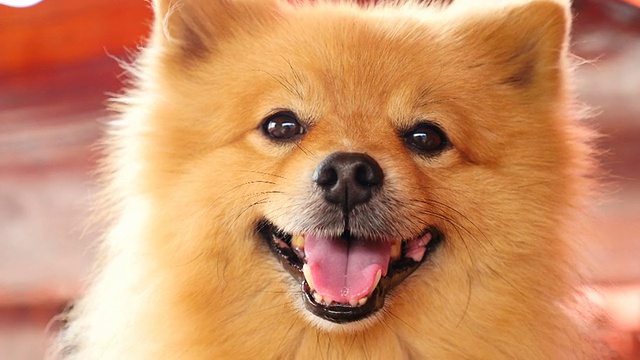 非常可爱的博美犬与笑脸视频下载