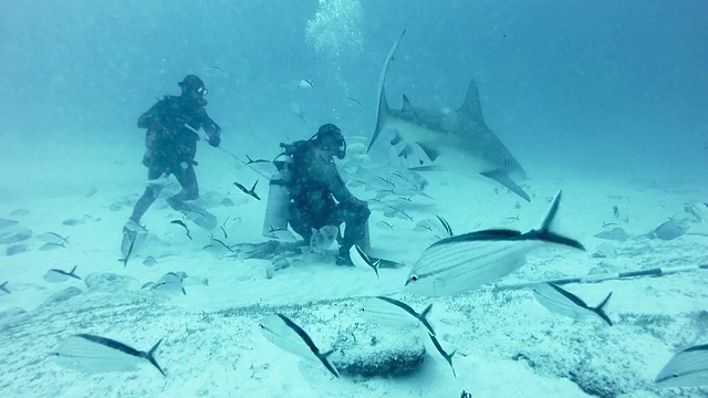 游泳牛鲨(Carcharhinus leucas)与潜水员视频下载
