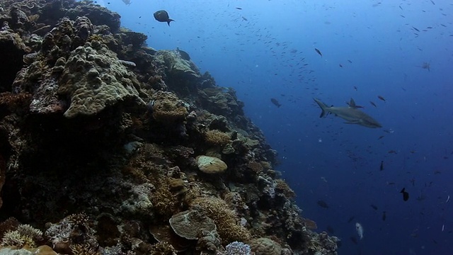 一只灰色礁鲨沿着帕劳的一个珊瑚礁巡游视频下载