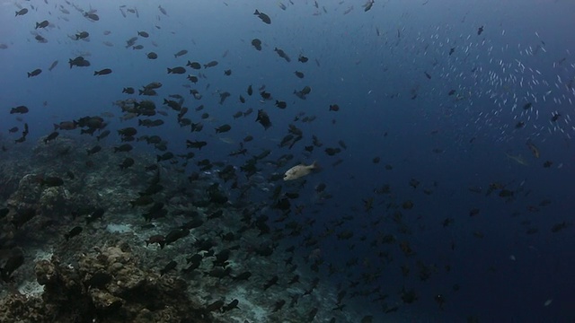 灰礁鲨在珊瑚礁周围环绕着一大群鱼视频下载