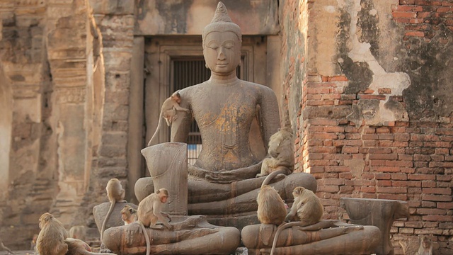泰国寺庙里的亚洲猴子和老佛像视频下载