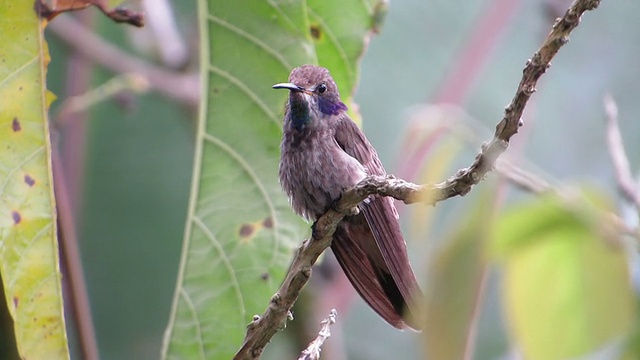 棕色紫罗兰耳朵蜂鸟视频下载