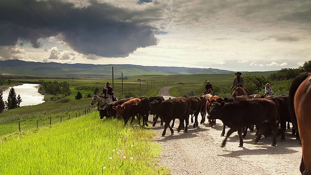 牛仔们骑着马在乡间路上放牛视频素材