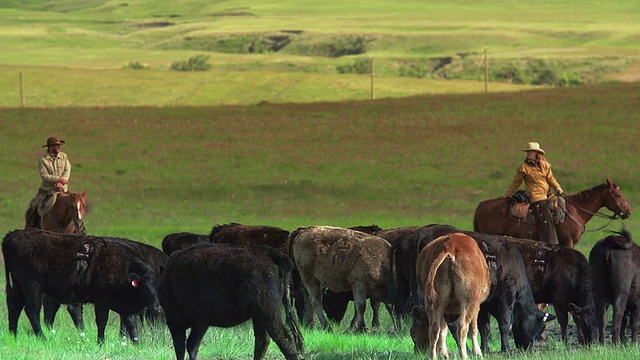 牛仔和女牛仔在大草原上放牛视频素材