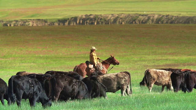 牛仔和女牛仔在大草原上放牛视频素材
