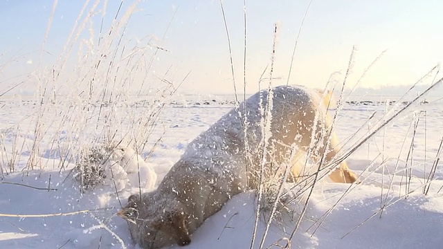 慢动作小狗在雪地里奔跑视频素材