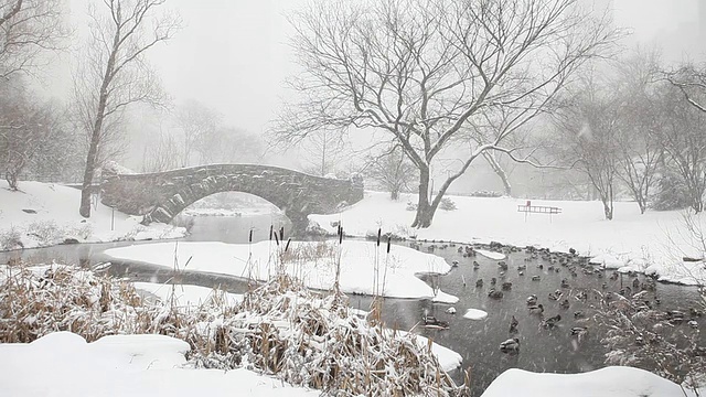 纽约中央公园池塘的冬天雪视频素材