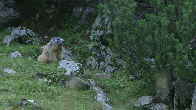 阿尔卑斯山上的土拨鼠/土拨鼠(Murmeltier / Alpen)视频素材