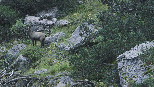 在山上吃草的羚羊视频下载