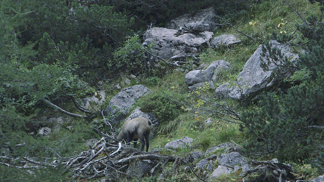 在山上吃草的羚羊视频下载