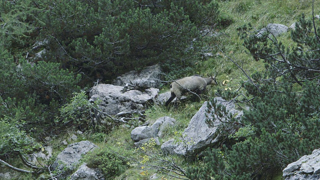 在山上吃草的羚羊视频素材