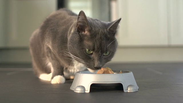 灰色的家猫在家里吃她碗里的食物视频素材