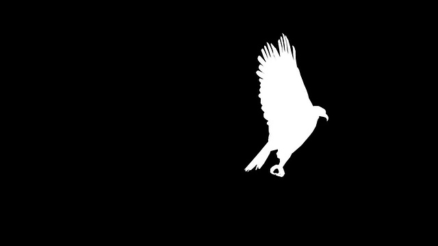 狩猎鹰(Loopable)视频素材