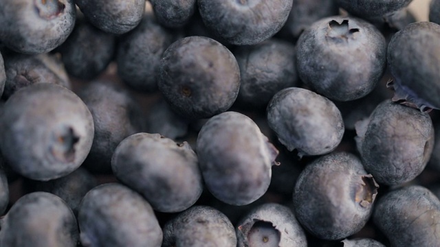 蓝莓视频素材