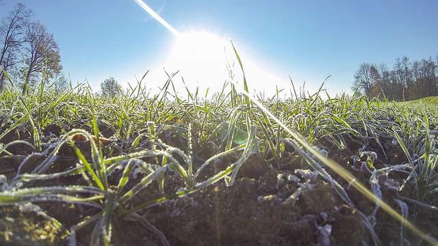 高清延时:小草在春天苏醒视频素材
