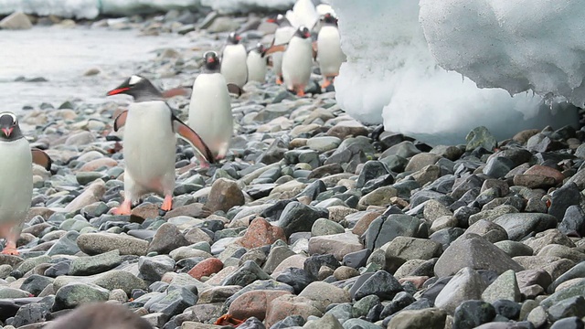 企鹅在南极视频下载