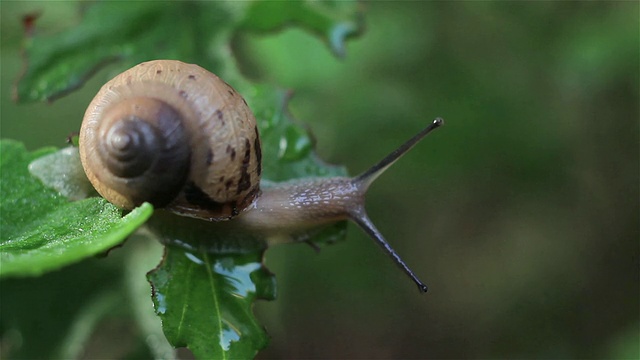 一只蜗牛在草叶上奔跑的镜头视频素材