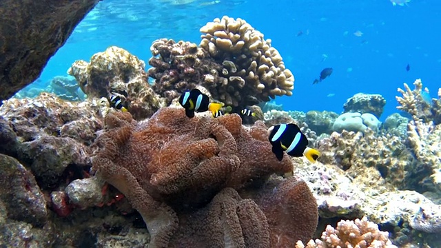 克拉克海葵鱼在马尔代夫的海葵中视频素材