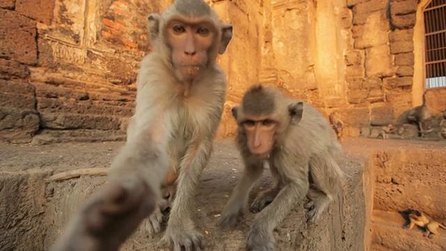 泰国寺庙里的小猴子视频素材