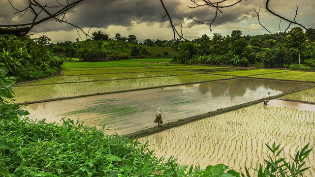 农民在稻田里种植水稻，时光流逝视频素材