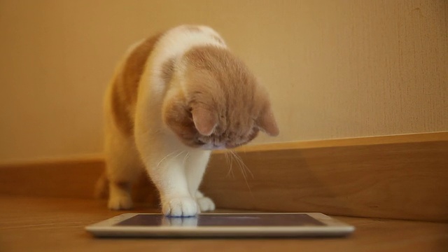 可爱的小猫玩数码平板电脑视频下载