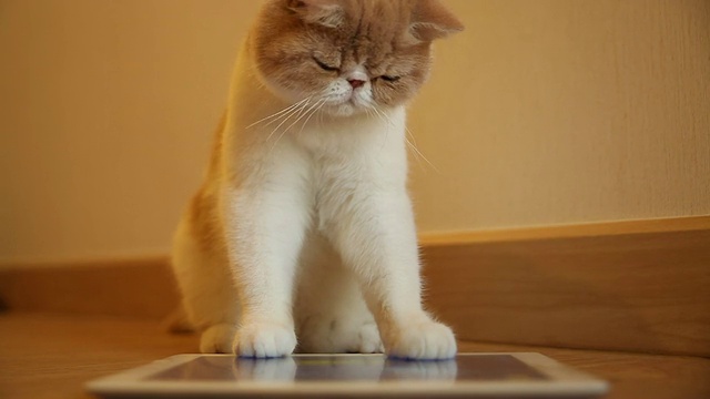 可爱的小猫玩数码平板电脑视频素材