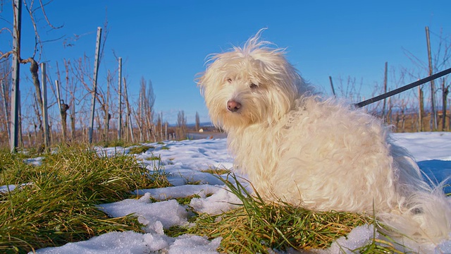 白雪覆盖的葡萄园里的狗视频素材