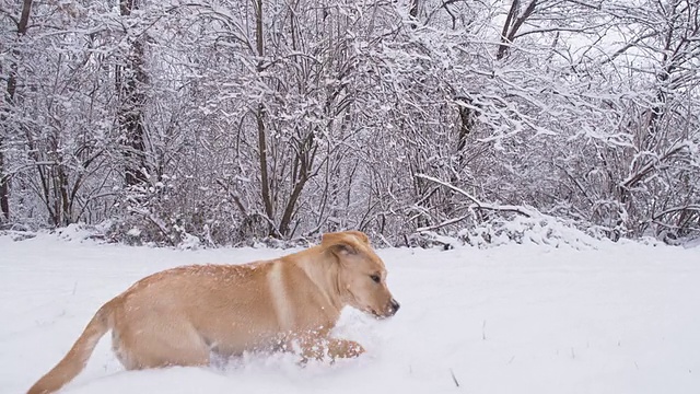 在雪地里奔跑的小狗视频素材
