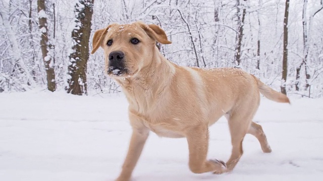 迷路的小狗在雪地里奔跑视频素材