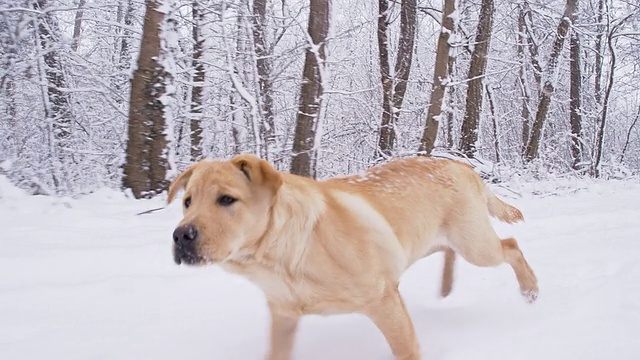 慢动作小狗在冬天的森林里奔跑视频素材