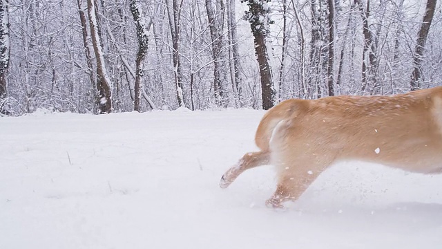 慢动作小狗在冬天的森林里奔跑视频素材