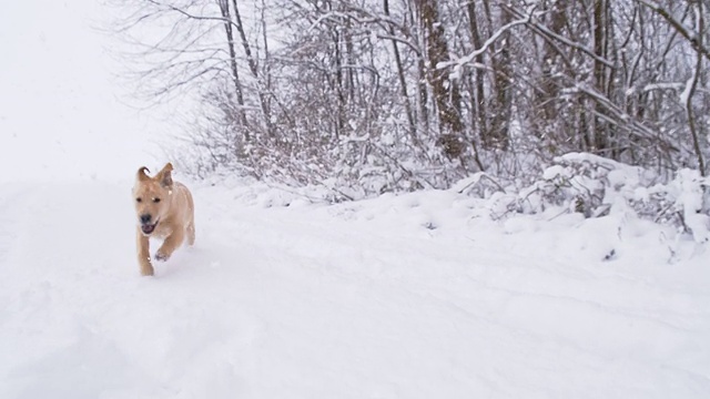 慢动作小狗在雪地里奔跑视频下载