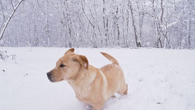 雪地里的流浪小狗视频素材
