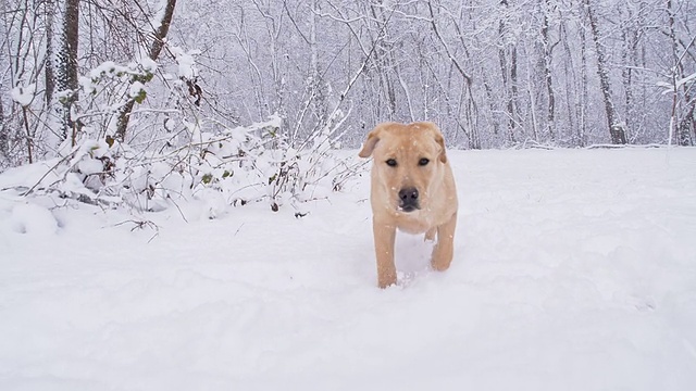 在冬天的森林里迷路的可怜的小狗视频素材