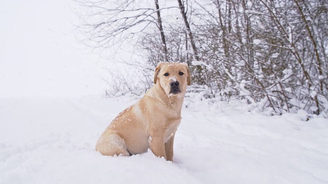 可怜的小狗在雪中迷路了视频素材