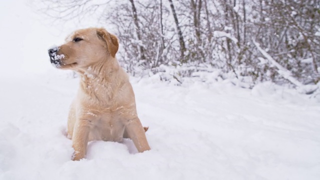 可怜的小狗冻在雪地里视频素材