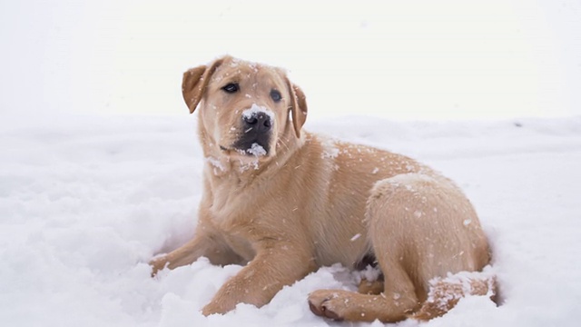 可怜的狗在雪地里冻着视频素材