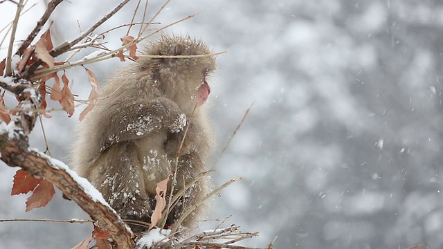 高清慢镜头:雪猴日本猕猴在树上吃东西视频素材