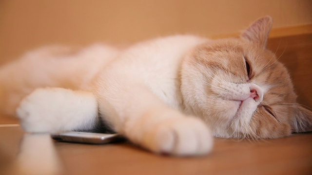 可爱的小猫玩智能手机视频素材