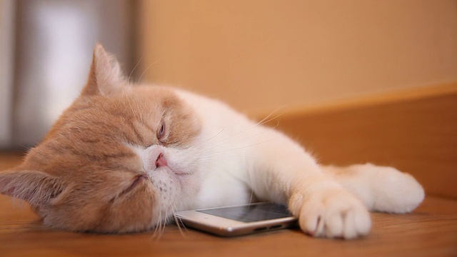 可爱的猫咪带着智能手机睡觉视频素材
