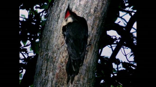 1954年的今天，啄木鸟在树干上喂小鸡视频下载