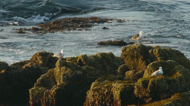 3只鲱鱼海鸥在布满苔藓的岩石上，后面是海浪，缅因州海岸，水獭点，阿卡迪亚国家公园视频下载