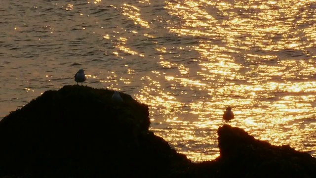 阿卡迪亚国家公园，缅因州海岸，水獭角，海鸥的剪影在金色的海浪上，抽象的阳光反射在水面上视频下载