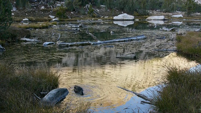 加州内华达山脉国王峡谷国家公园，野山湖中觅食的鸭子，水中倒影视频下载