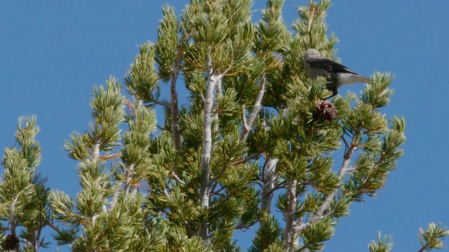 加州内华达山脉国王峡谷国家公园，克拉克的胡桃夹鸟正在野外的树上吃松果视频下载