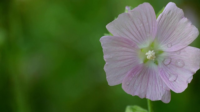 缅因州森林，佩诺布斯科特河东支流，花瓣上有水滴的粉红色野花视频下载