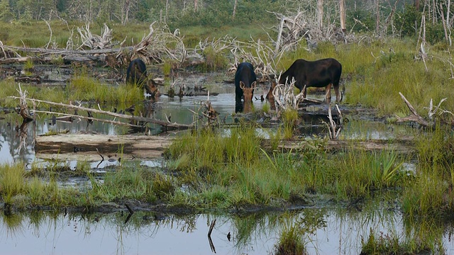 三只驼鹿在缅因州沼泽，缅因州森林里吃草视频下载