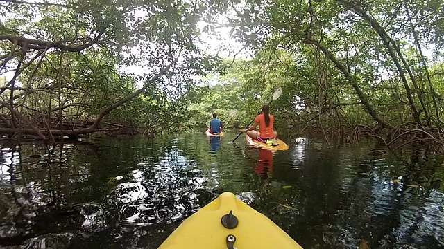 男子和女子皮划艇下郁郁葱葱的红树林沿海岸。视频下载