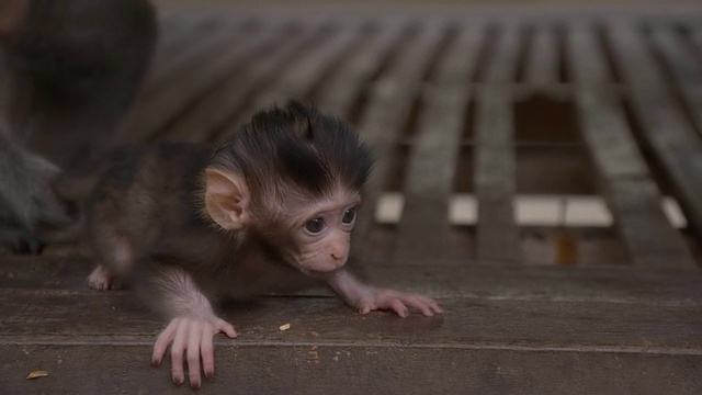 SLO MO 猕猴宝宝视频素材